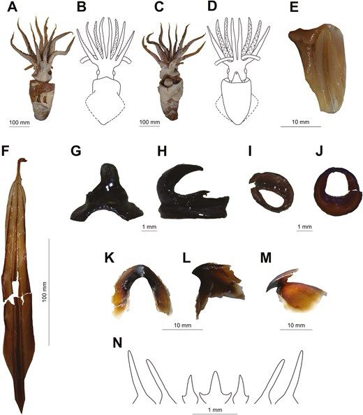 identification schematic for mobydickia poseidonii. starting from top left moving clockwise, there are: dorsal and ventral full body photos and sketches of the specimen, arm sucker photographs, tentacle hook photographs, photographs of the beak, a diagram of the radula, and a photograph of the gladius