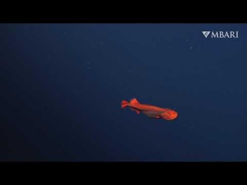 A rare whalefish sighting with ROV Doc Ricketts