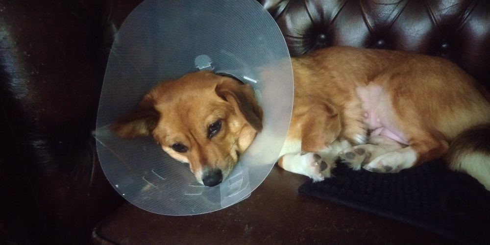 A rather depressed looking cavacorgi with a shaved belly and wearing a Cone of Shame sprawled across a brown leather Chesterfield sofa