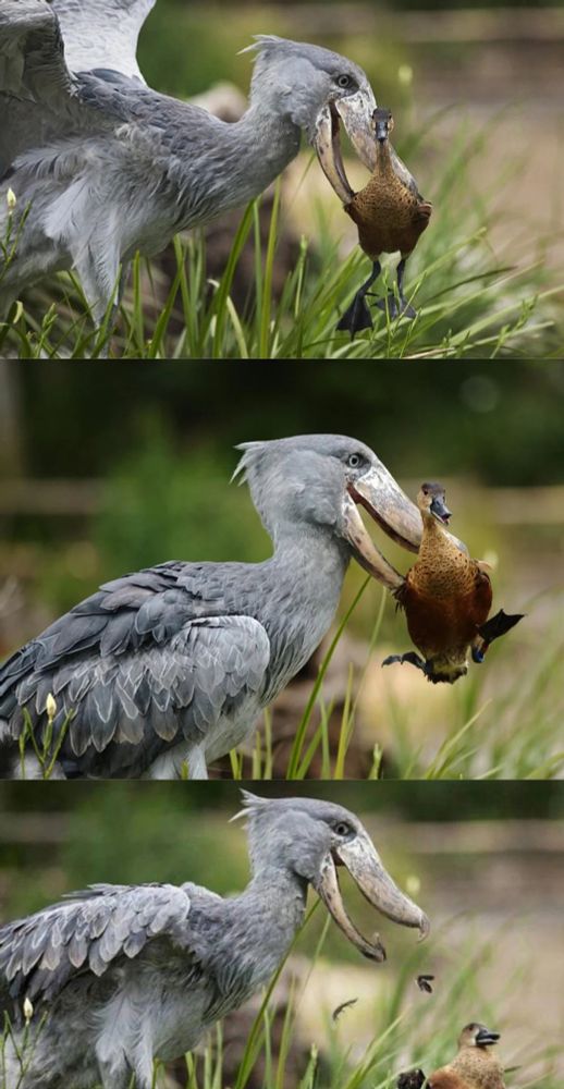 Three photos of a shoebill picking up a duck in its beak and tossing it out of the way.