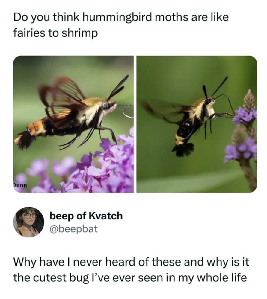 An image of a hummingbird moth with the question, "Do you think hummingbird moths are like fairies to shrimp" and a reply saying, "Why have I never heard of these and why is it the cutest bug I've ever seen in my whole life"