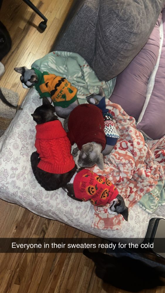 Sphynx cats in winter sweaters on a couch 
