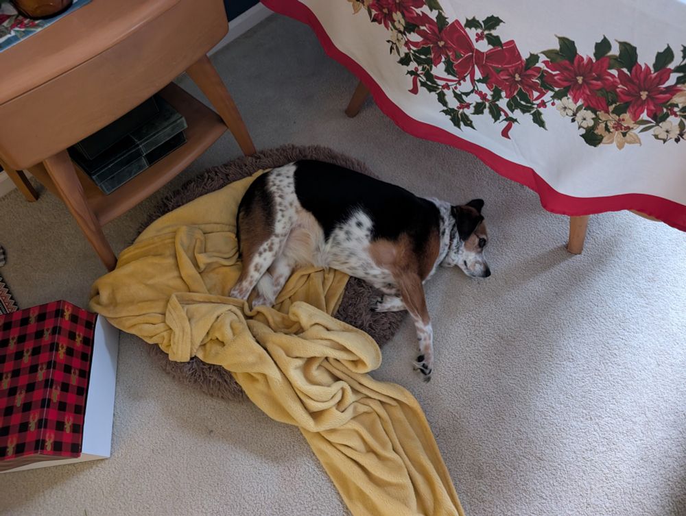 Beagle mutt lying half on the bed, half on the floor