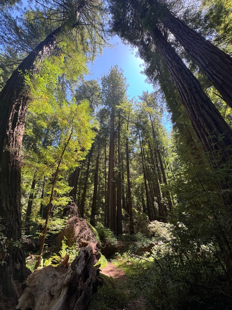 More gigantic redwood trees and blue sky