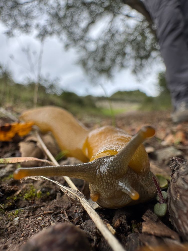 Photo of a bright yellow slug oozing and eye level toward the camera against a bright gray sky, green hillside and dark tree, and foreground of moist dirt and leaves. The slug’s eye stalks are a warm gray tipped with lighter color, and they blur out slightly as they reach directly for the camera 