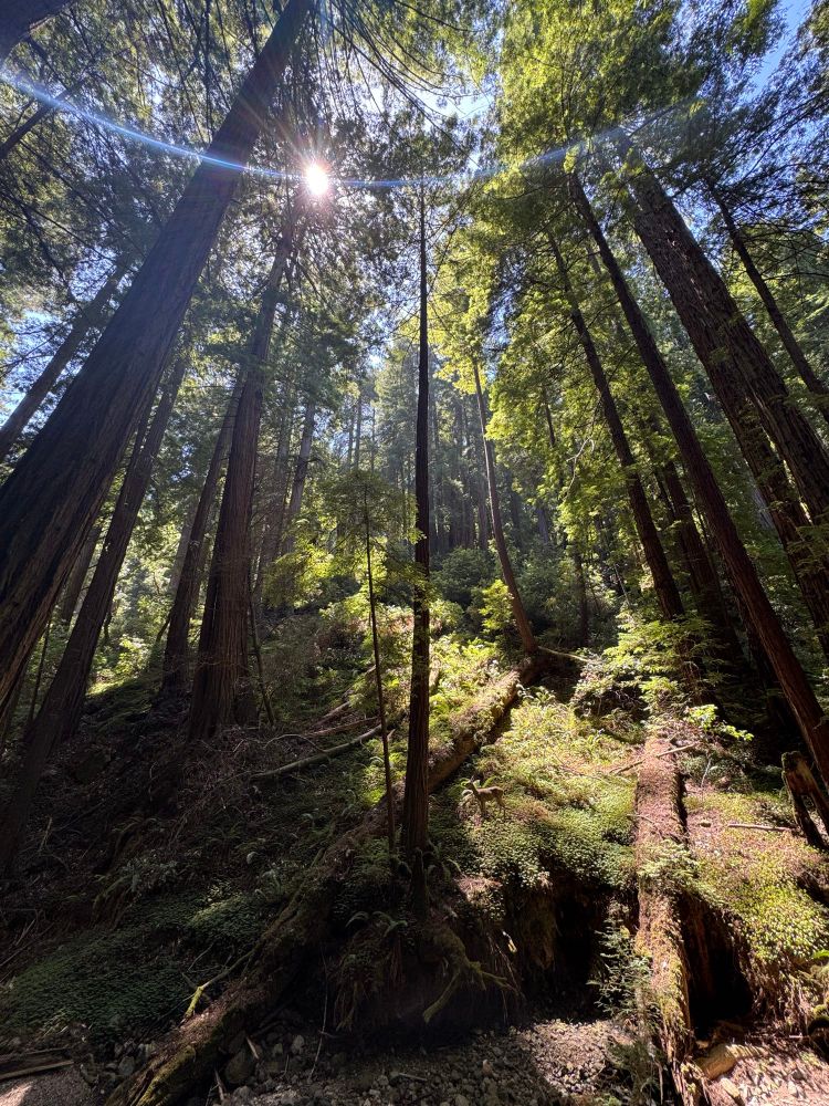 Photo of towering redwood trees with a tiny deer at the base of one of them. Sun streams in from high beyond the crown