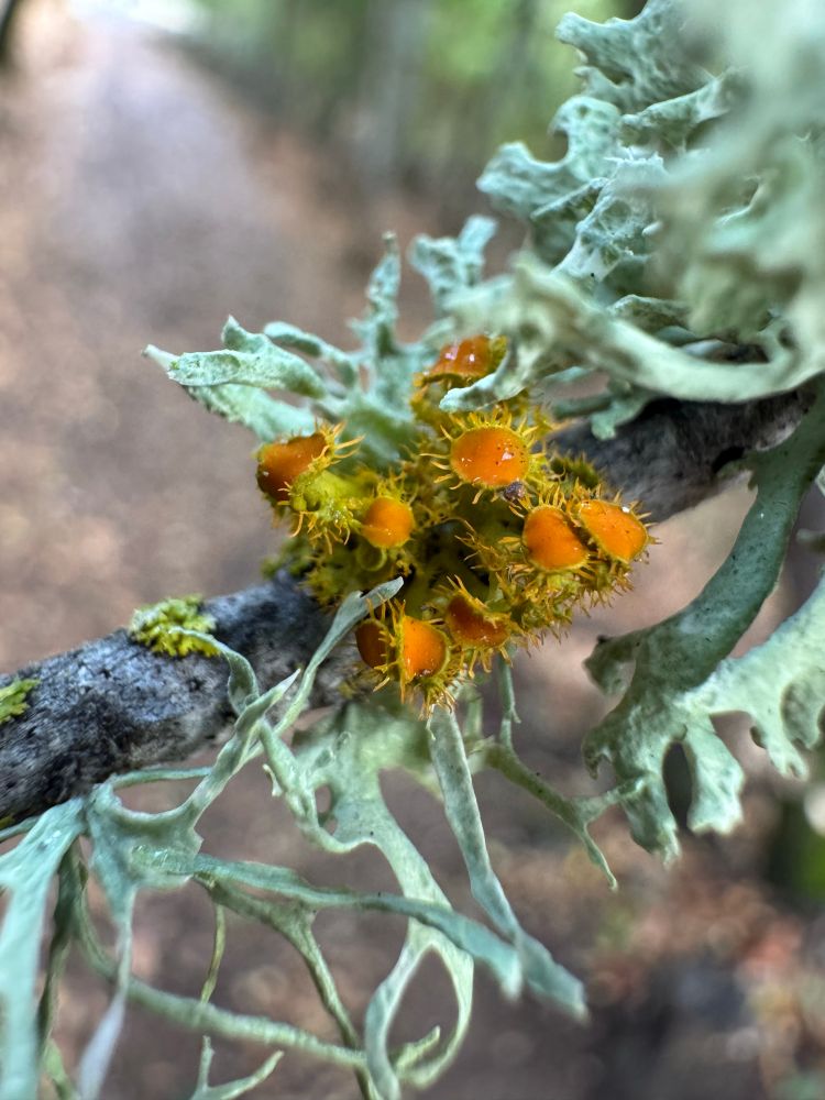 Lichens growing on a twig. Some are ribbon-shaped and green, and the focal cluster are vibrantly orange, with sunburst shapes or eyelashes coming off of their round forms
