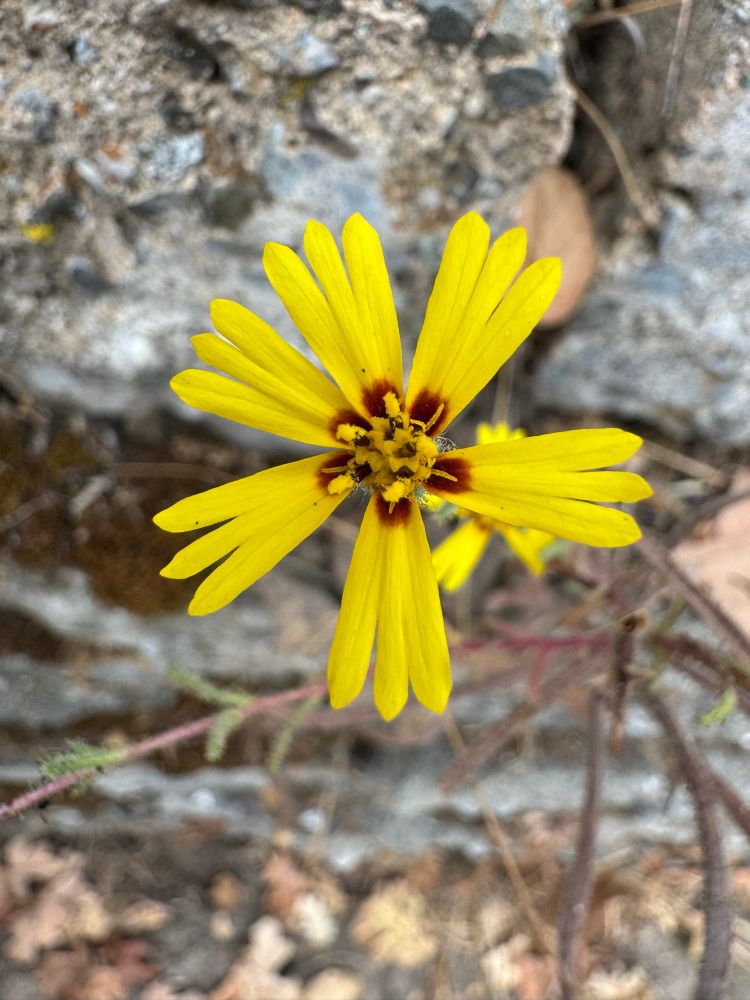 Photo of a common madia (Madia elegans), a California wildflower with yellow three-lobed petals and a wine-red center. The petals jut out at slightly irregular angles
