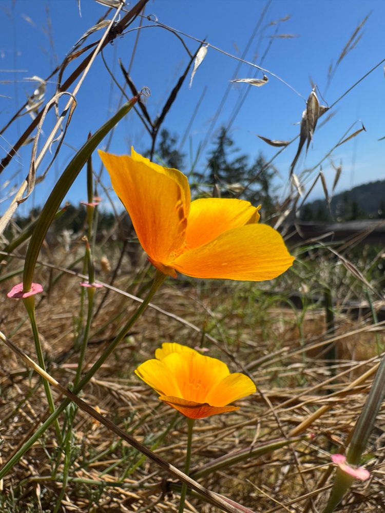 Photo of two bright orange California poppies against dried grasses and a blue sky, with some tall conifers in the background