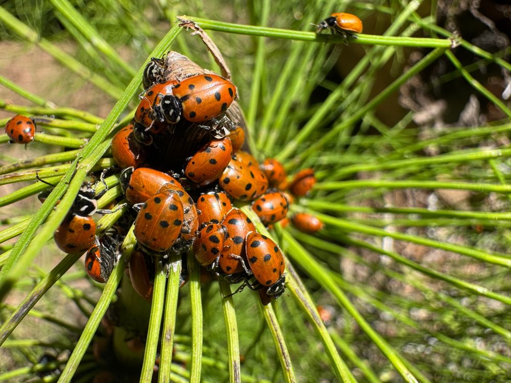 Photo of red convergent ladybugs with black spots clustered at the tip of a lime green horsetail fern