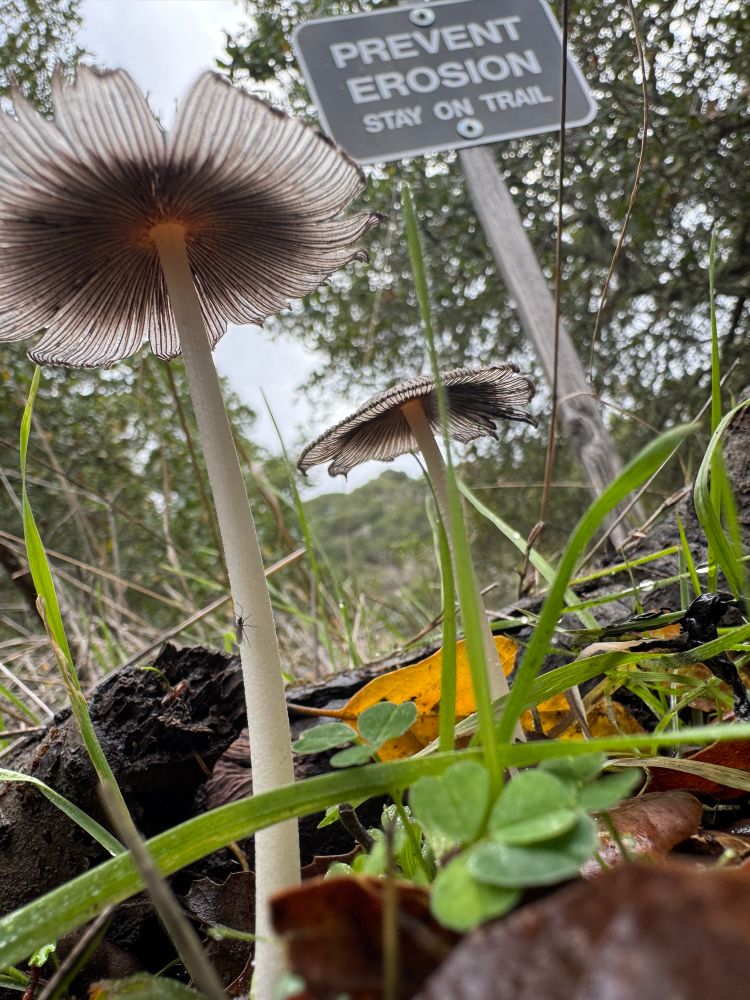 Photo of the same gray mushrooms but as seen from underneath, where their delicate gills are obvious. Behind them in the background a signpost echoes their shape and coloration, reading “prevent erosion, stay on trail”