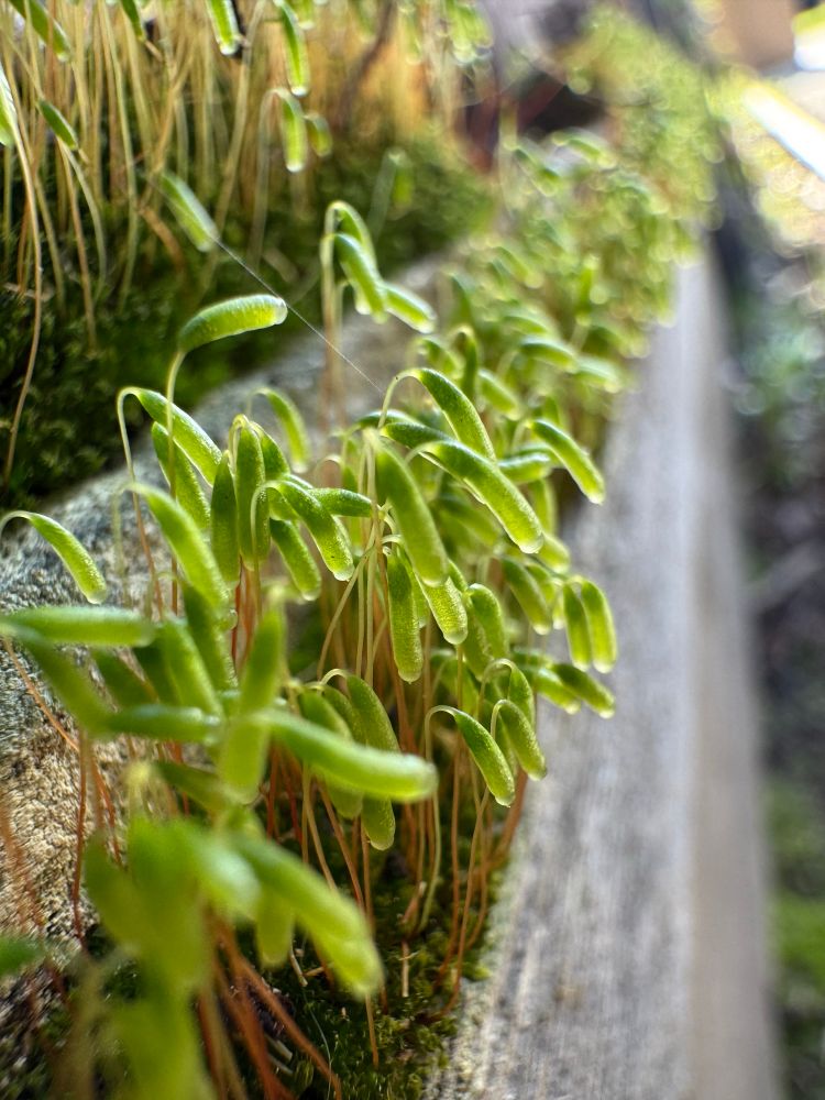 Photo of close up moss, with tall reproductive parts or sporophytes emerging from the green carpet of gametophyte moss leaflets. The sporophytes emerge on long thin tan colored stalks and feature a drooping capsule that glistens a nearly translucent vibrant green. This cluster is growing in a narrow space between cement slabs 