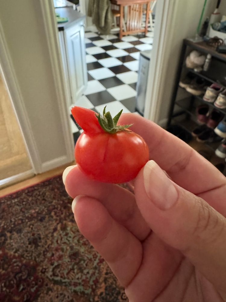 Photo of a light-skinned hand holding a red cherry tomato with its green top still on, and a red tomato protrusion like a horn popping out of the top left side of the tomato