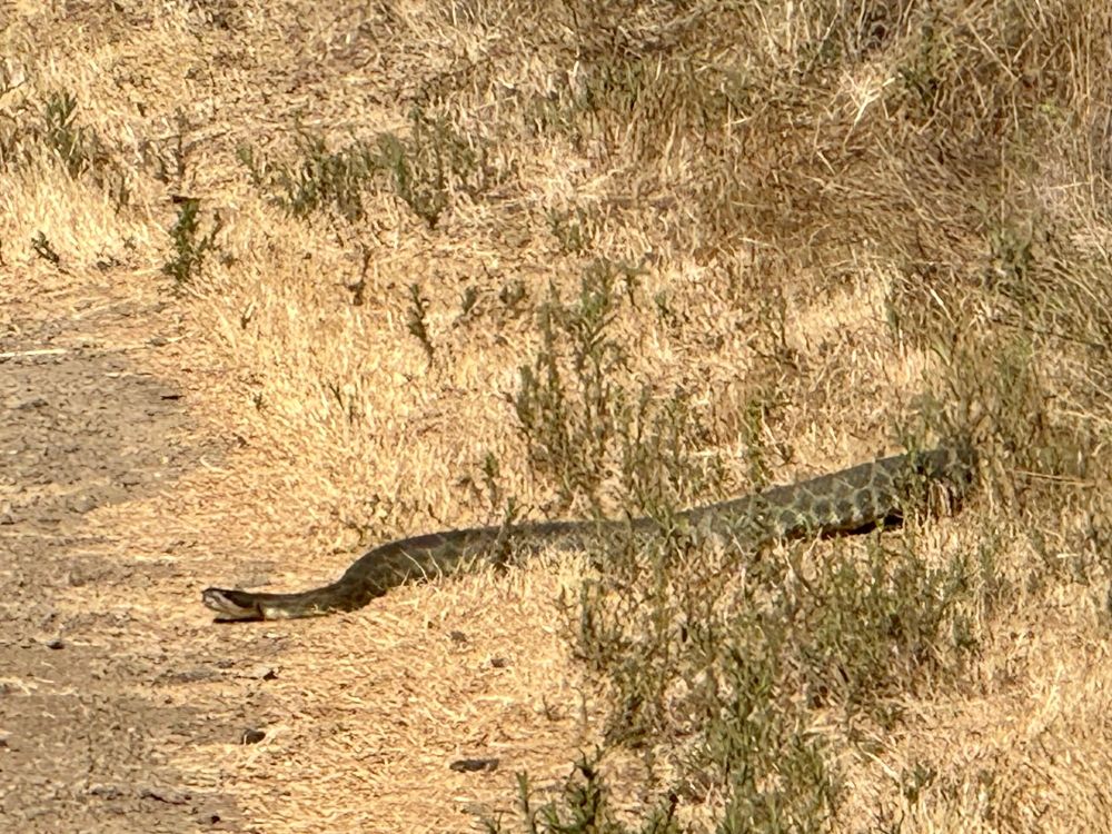 photo of a 4-5 foot rattlesnake, with broad head and geometric markings in diamonds and spots down its back, emerging from dry grasses and tarweeds onto a path, with one sinuous bend to its neck and body