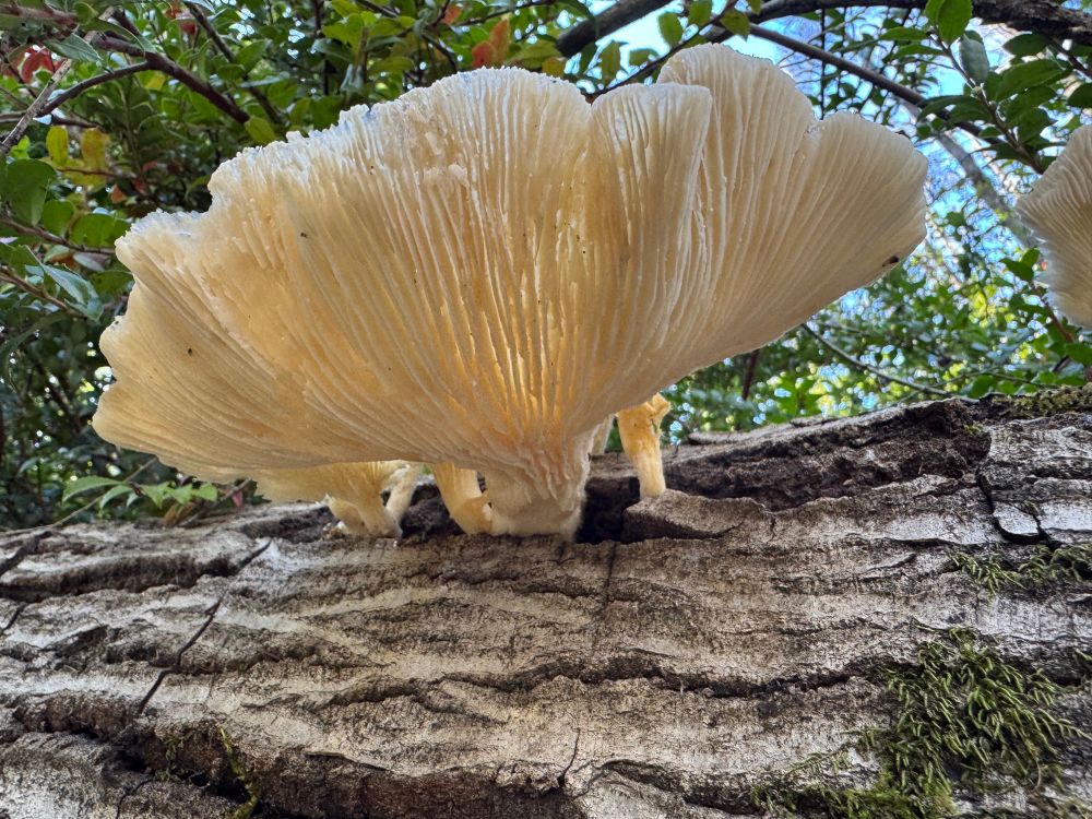 Photo of the underside of a creamy white fluted castle of a mushroom on a log framed by green leaves
