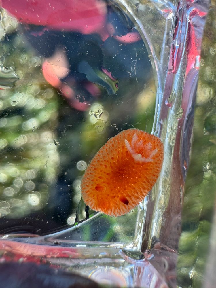 photo of a tiny orange sea slug in a clear dish, with pebbled skin and white frilly gills on its rump