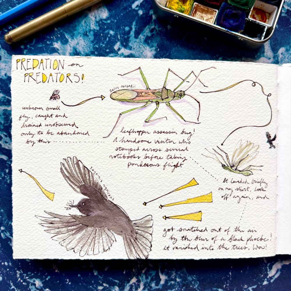 Photo of a watercolor and ink artwork in a rough-textured page of a journal. Text at the top reads “predation on predators” and text blurbs throughout along with drawings describe an interaction between a fly, a leafhopper assassin bug, and a black phoebe which ends up eating the assassin bug. 