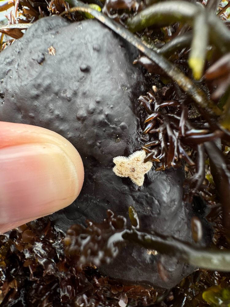 photo of a fingertip dwarfing a tiny white and brown sea star on an algae-covered rock