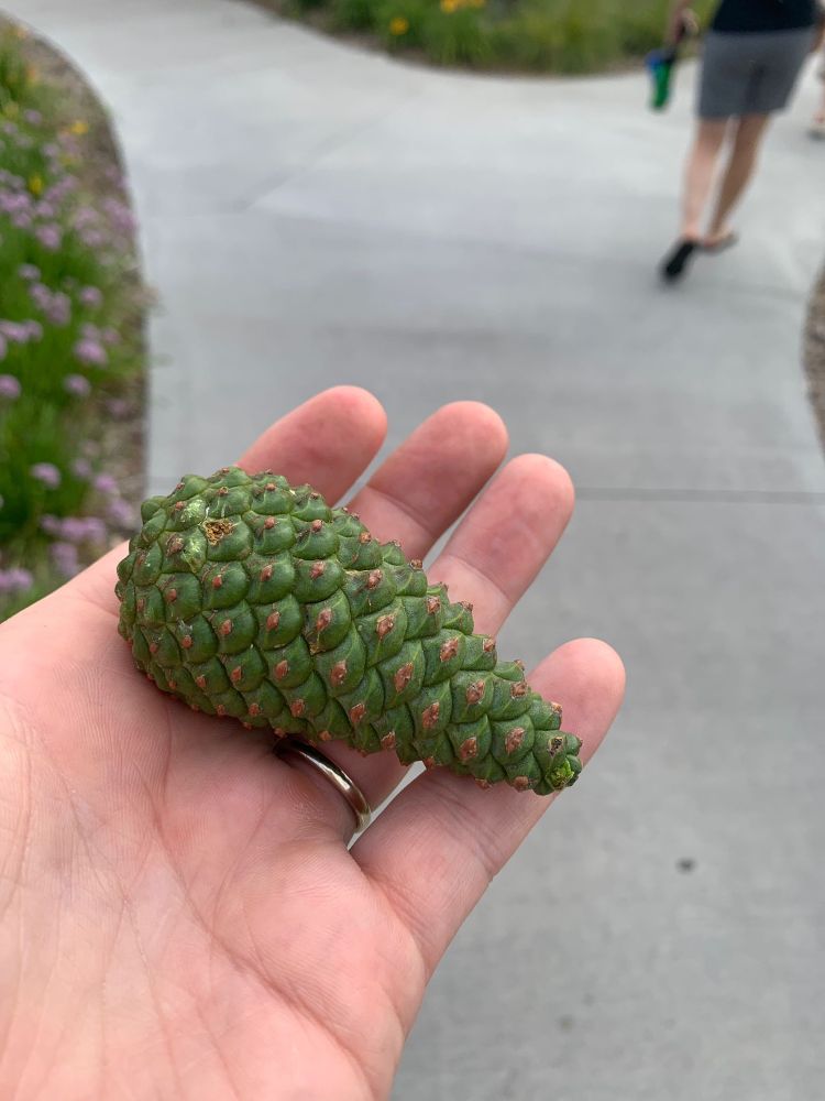 A green pine cone shaped like “Tin Man” from Star Trek TNG