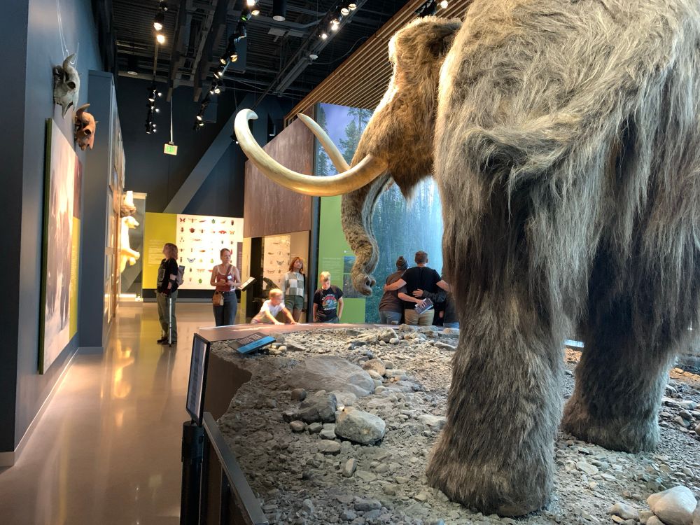 People in a museum galley with a go ant stuffed mammoth in the foreground. 