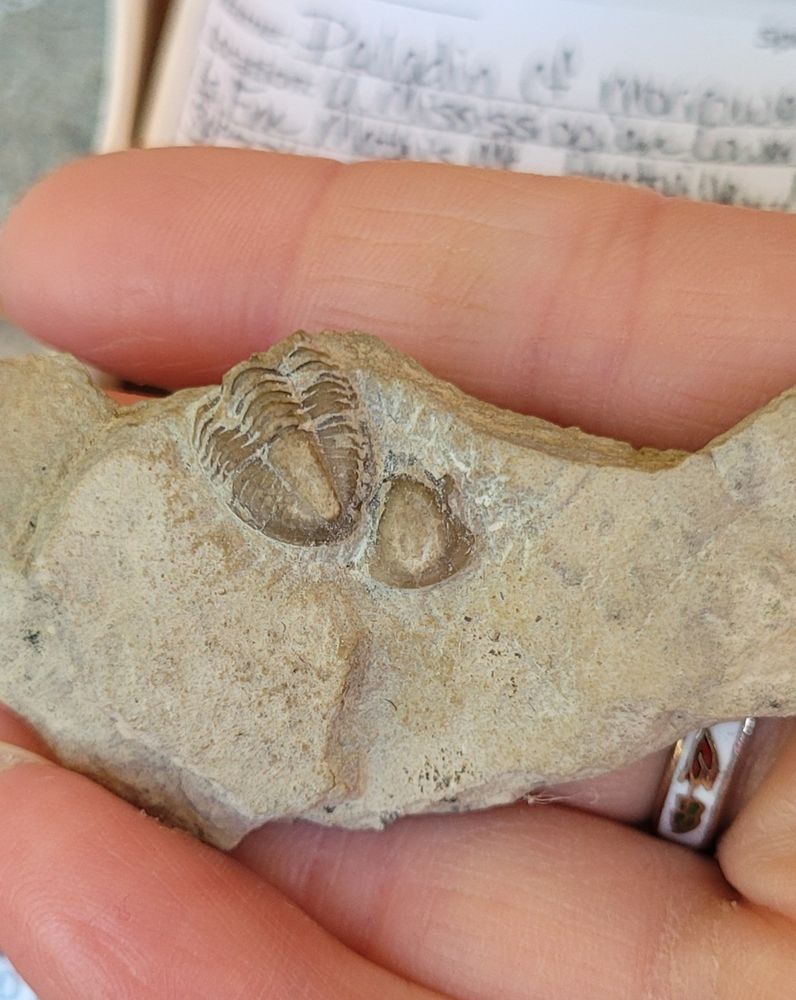 Pic shows a broken up molt of a Paladin trilobite from the Lower Monteagle Limestone Formation. ~340 million years old.