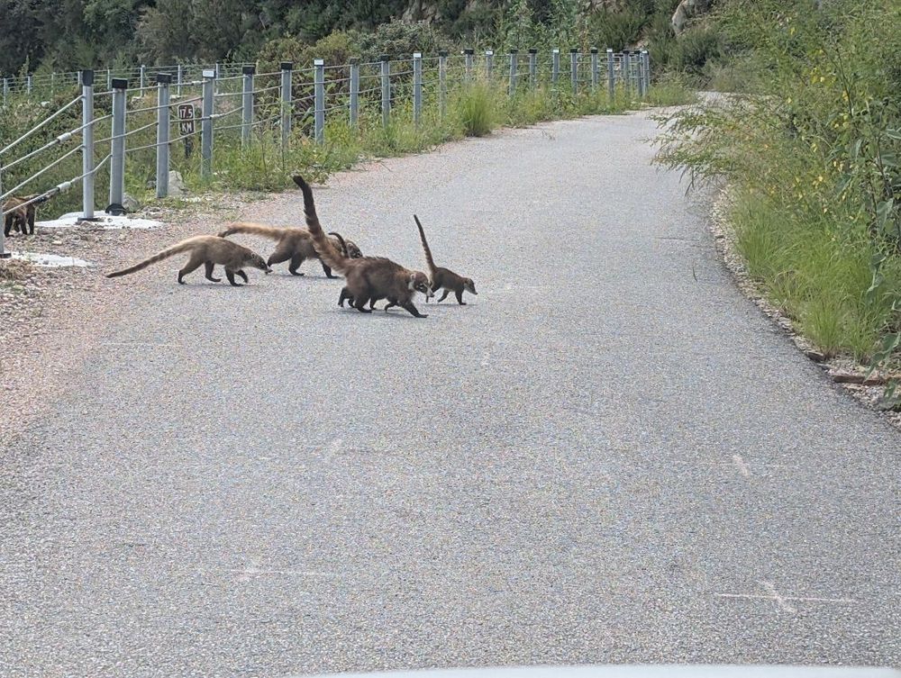 A family of coatimundis cross the road. A baby can be seen out in front