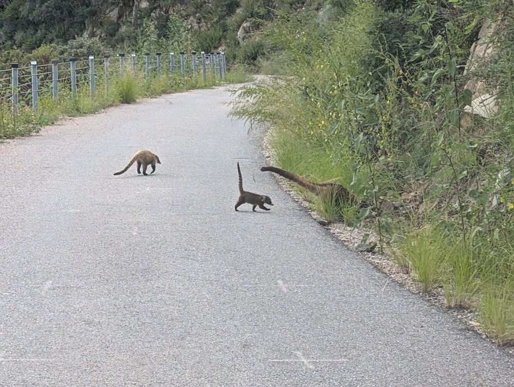 Big step for a baby coatimundi. Its front leg is straight out and its tail is in the air. 