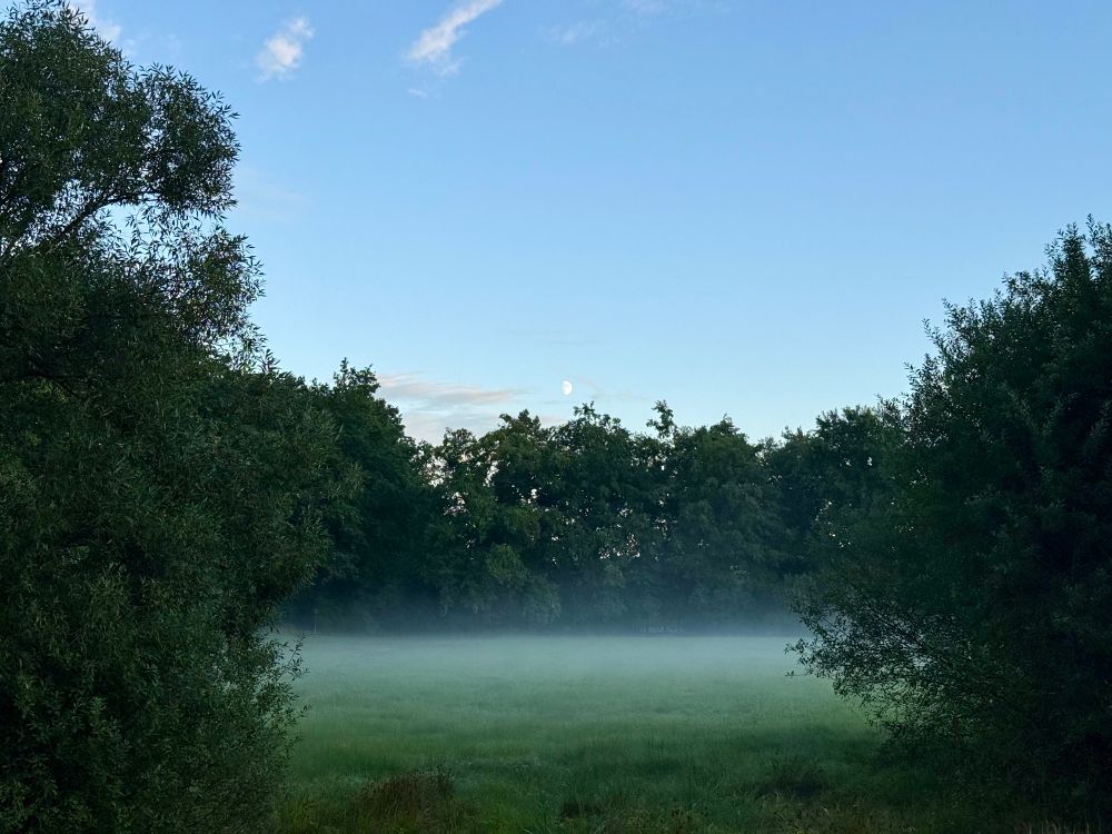 Nebel zieht über einer Wiese und zwischen Hecken auf. 