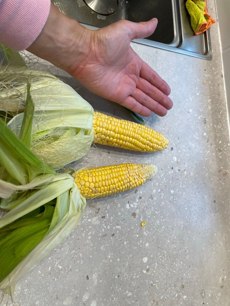 Picture shows two corn cobs, with an adult hand next to them for scale