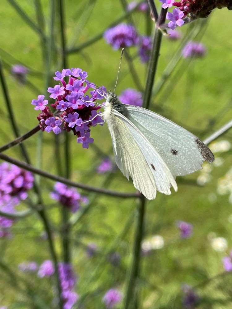 Picture shows a butterfly with white wings, with black tips, and black eye spots, on a cluster of small purple flowers