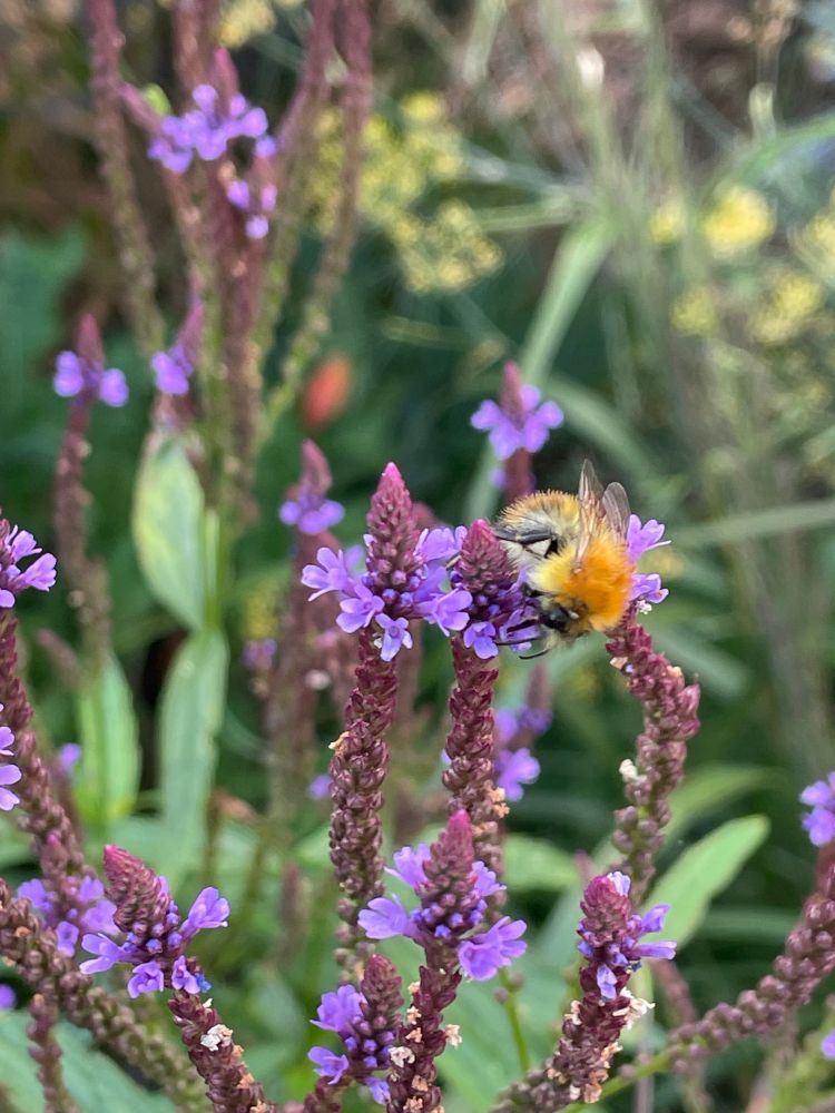 A bee with orange fuzzy body balancing on one of a set of spires of small purple flowers