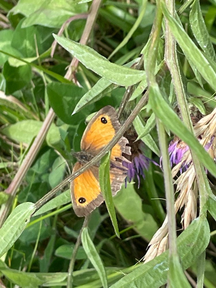 Picture shows a butterfly with orange wings with brown rims and black eye spots, in long grass