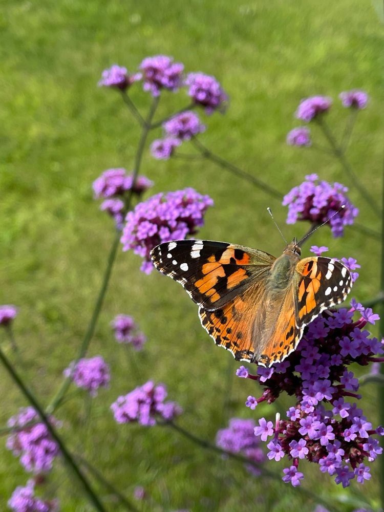 Picture shows a butterfly, with dappled orange and black wings, on a cluster of small purple flowers
