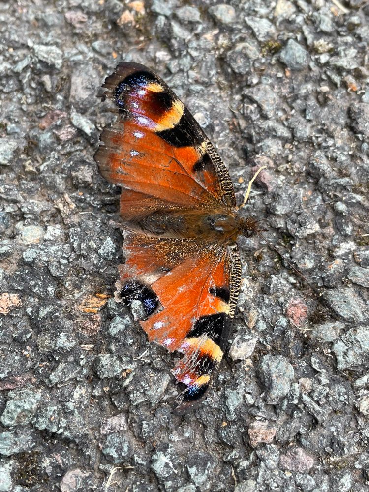 Picture shows a ragged looking butterfly with bright orange wings, with black yellow and purple flashes 