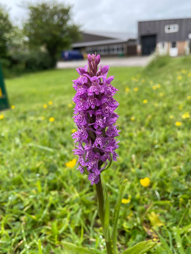 Picture shows an orchid: tall with small spotted purple flowers. In the background, there are factory buildings