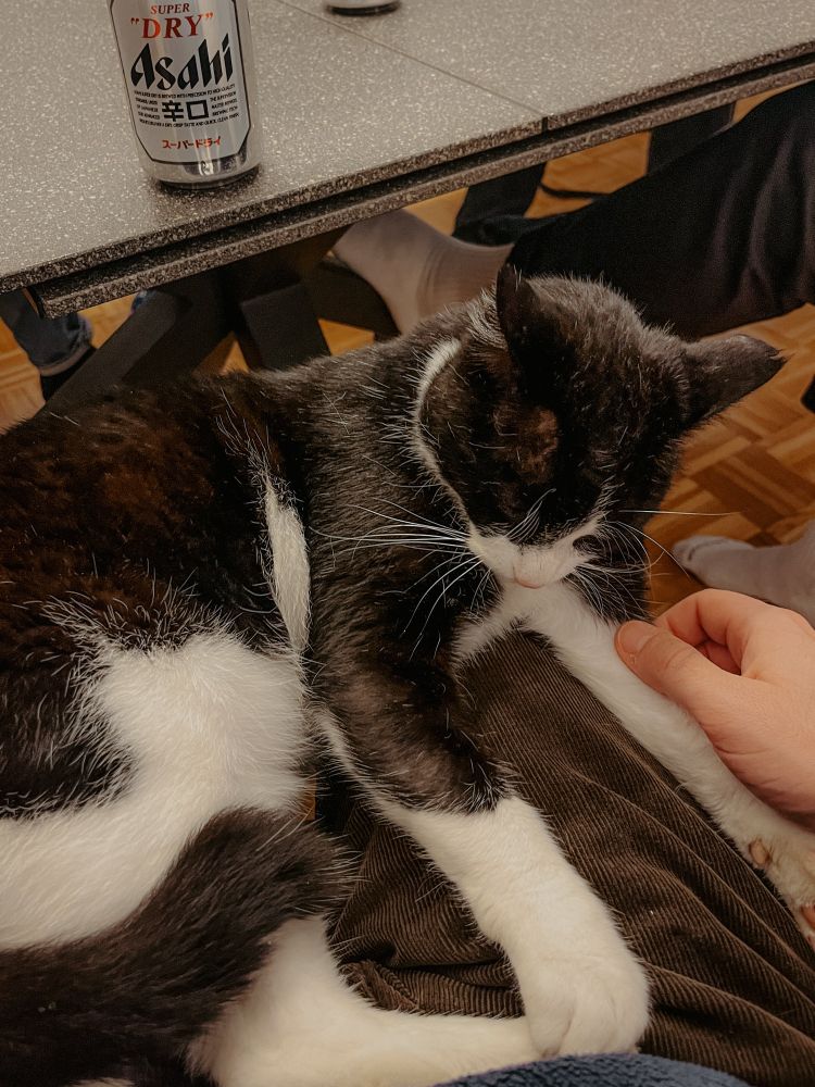 katze auf dem schoß