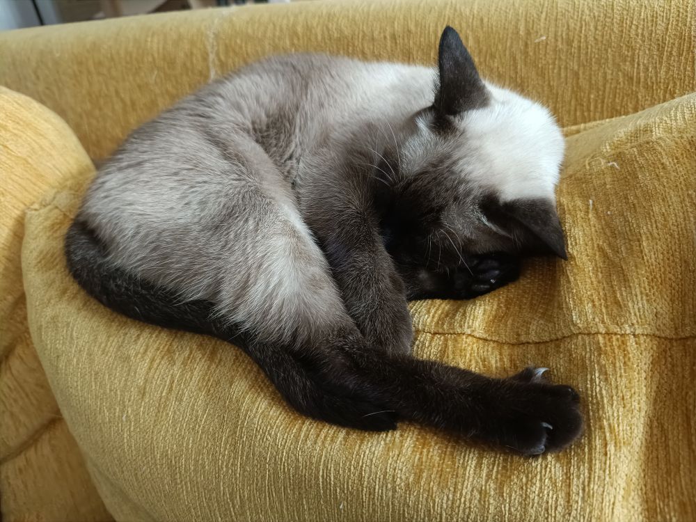 Gat fet una mena de bola que es cobreix la cara amb les potes.
En realitat descansa/ dorm.