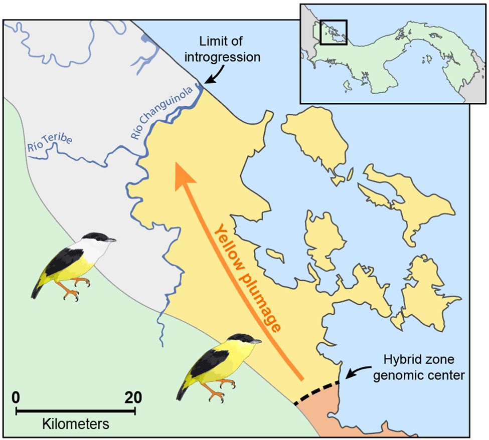 Map of western Panama--yellow plumage is spreading into white-collared manakin populations.