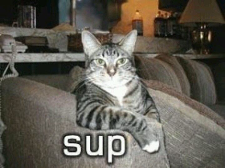 Low res picture of a cat resting their front leg on the back of a couch like an arm rest with the caption "Sup" like the cat is trying to get your number. 