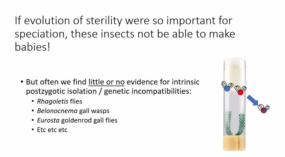 Slide from presentation: "If evolution of sterility were so important for speciation, these insects would not be able to make babies!
But often we find little or no evidence for intrinsic post zygotic isolation/genetic incompatibilities"