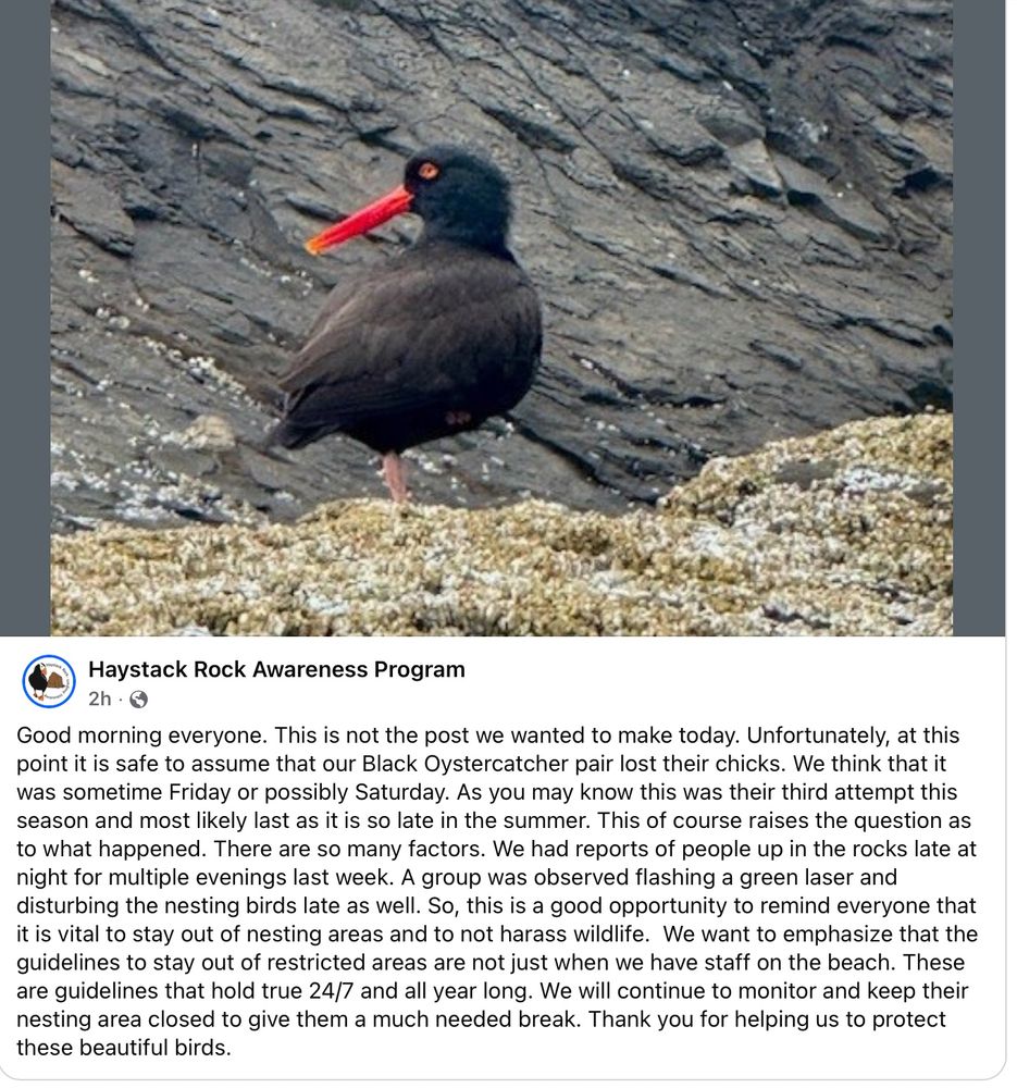 Good morning everyone. This is not the post we wanted to make today. Unfortunately, at this point it is safe to assume that our Black Oystercatcher pair lost their chicks. We think that it was sometime Friday or possibly Saturday. As you may know this was their third attempt this season and most likely last as it is so late in the summer. This of course raises the question as to what happened. There are so many factors. We had reports of people up in the rocks late at night for multiple evenings last week. A group was observed flashing a green laser and disturbing the nesting birds late as well. So, this is a good opportunity to remind everyone that it is vital to stay out of nesting areas and to not harass wildlife.  We want to emphasize that the guidelines to stay out of restricted areas are not just when we have staff on the beach. These are guidelines that hold true 24/7 and all year long. We will continue to monitor and keep their nesting area closed to give them a much needed break. Thank you for helping us to protect these beautiful birds.