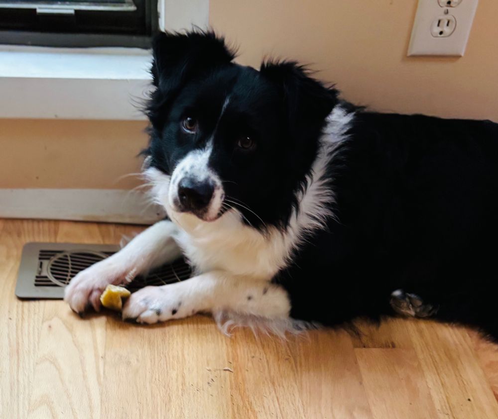 Australian shepherd dog resting on a/c vent
