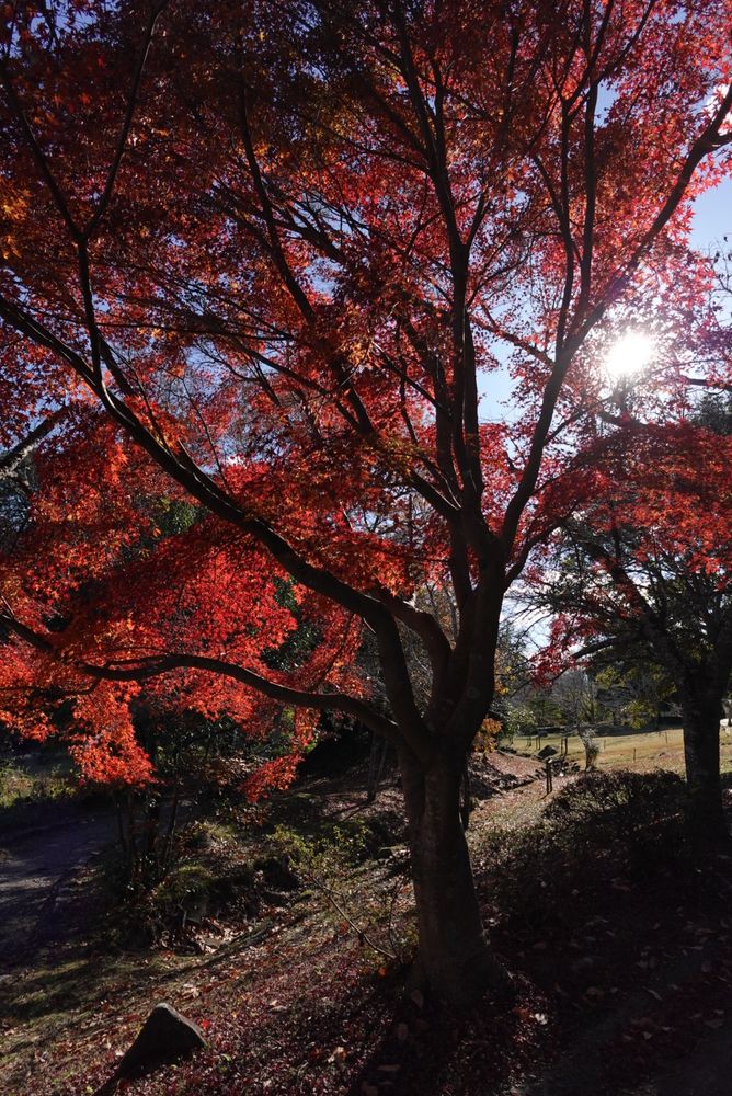 豊田市民芸館の周辺の紅葉