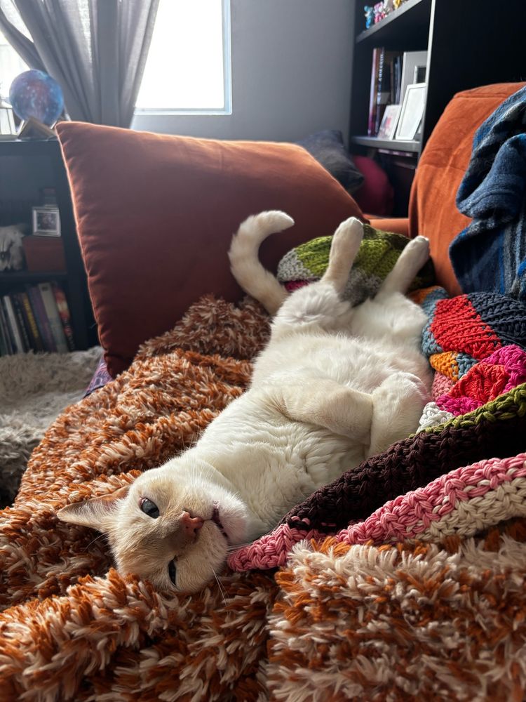 Picture of a flame point Siamese cat lounging on his back with a really dumb face 