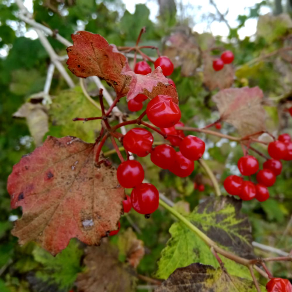 Beeren des Schnneeballs mit Herbstlaub 