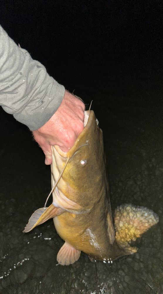 30-inch flathead catfish.