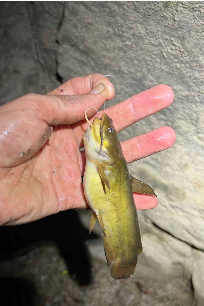 Six-inch yellow bullhead.