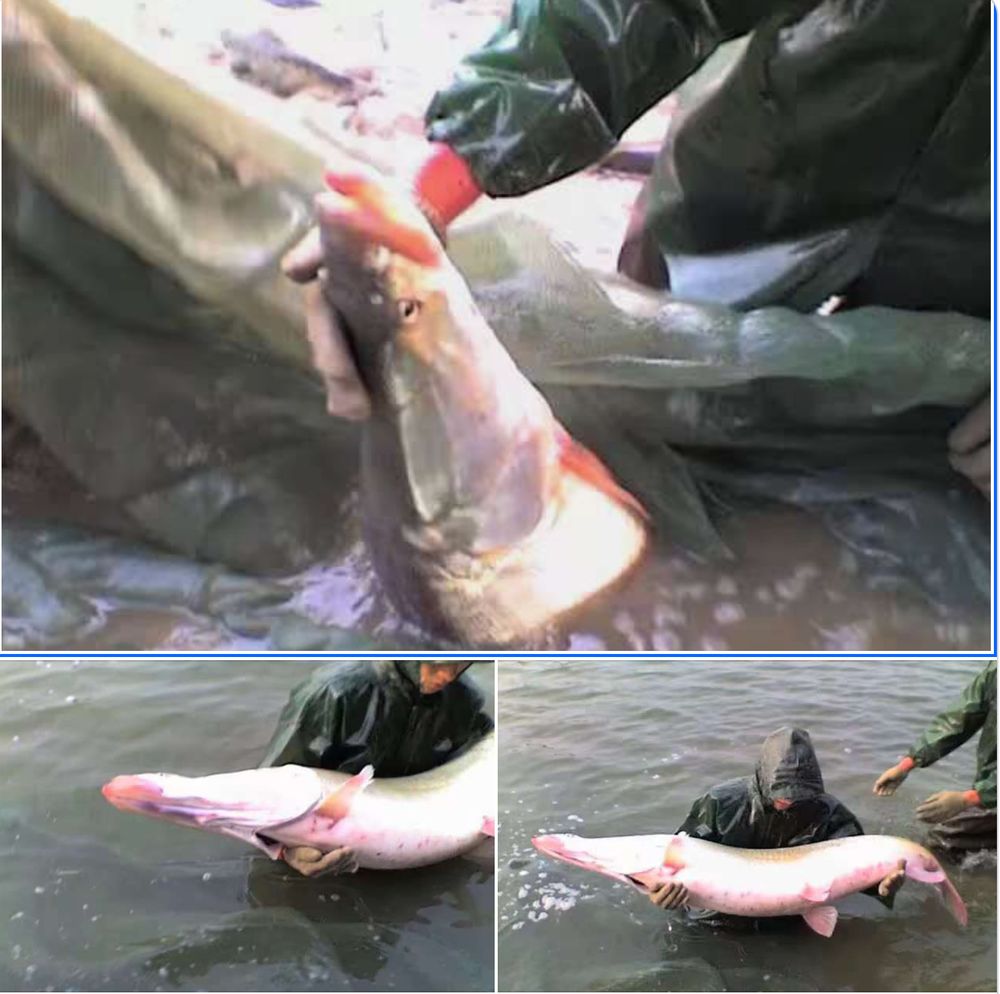 Large, pale fish being lifted from moderately turbit water by a man in rain gear.