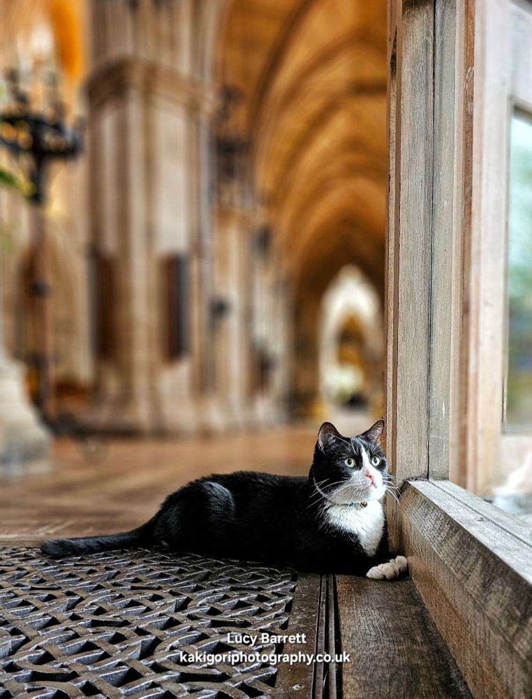 Photograph of black and white cat sitting looking out of the double doors to the churchyard, a view of the side aisle behind him.