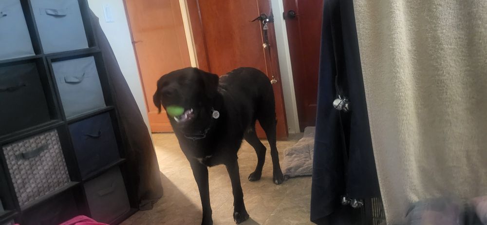 Large black dog with ball in mouth looking very pleased with himself. 